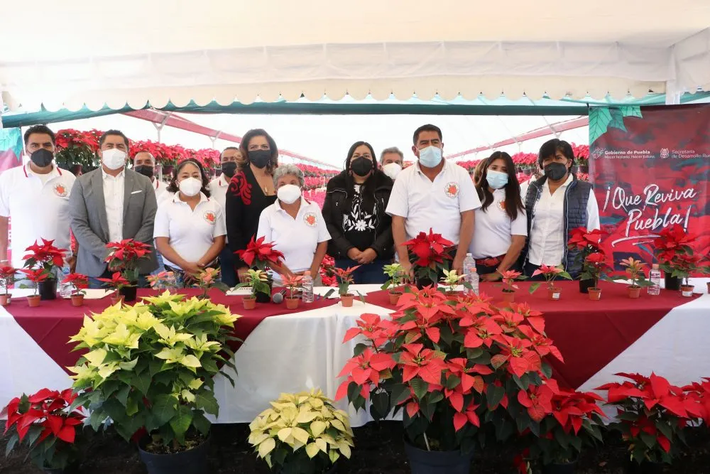 Presenta Desarrollo Rural temporada 2021 de flor de nochebuena