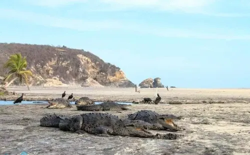 Cocodrilos ‘aprovechan’ contingencia de covid-19 para volver a playas de Oaxaca