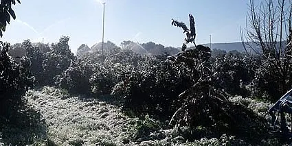 Bajas temperaturas dañan 80 hectáreas de aguacate en Zacatlán