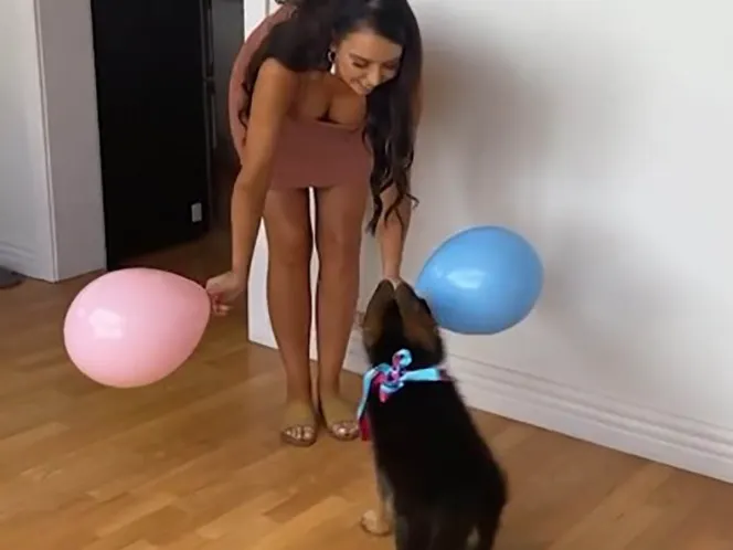Perrito predice el sexo de bebé minutos antes de que los padres lo sepan