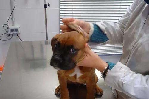 Reconoce Secretaría de Salud labor de médicos veterinarios