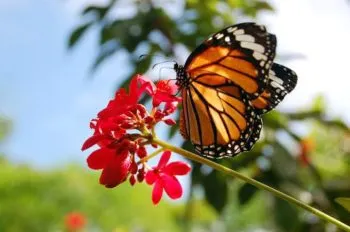 La Mariposa Monarca disminuye su presencia en México 