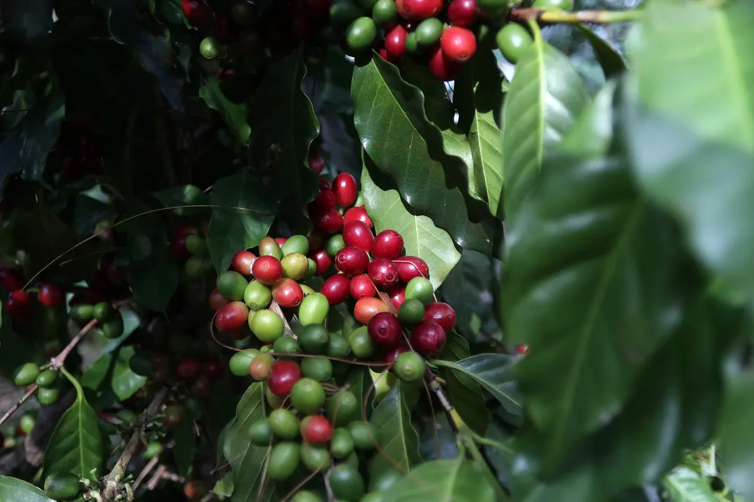 Capacita SDR en nutrición de cafetales con especialistas de México y Brasil