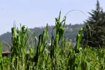 Apoyan a productores: indemnizan 300 hectáreas dañadas por lluvias