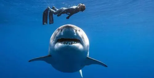 Unos buzos captaron al famoso TIBURÓN BLANCO más grande del mundo