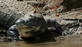 ¡Hay un cocodrilo en la Laguna de San Baltazar! Buscan retirarlo con apoyo de Africam Safari