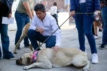 Gracias a “Contigo y tus perritos”, Ayuntamiento de Puebla ha dado en adopción a 209 mascotas rescatadas
