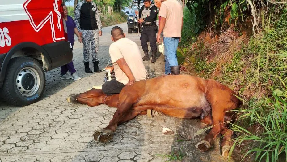 Caballo herido en Hueytamalco