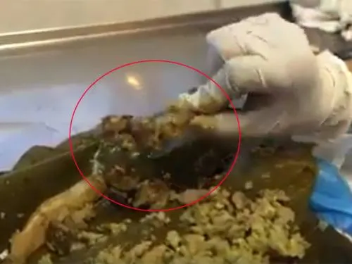 Denuncian venta de tamales de perro en Veracruz; FGE investiga