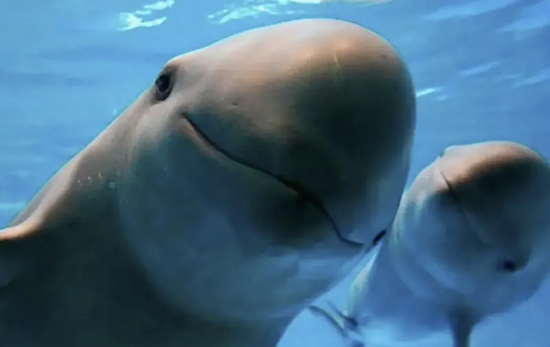 Alerta por extinción de la vaquita marina