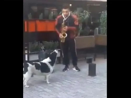 Perrito se une a saxofonista callejero y juntos hacen música