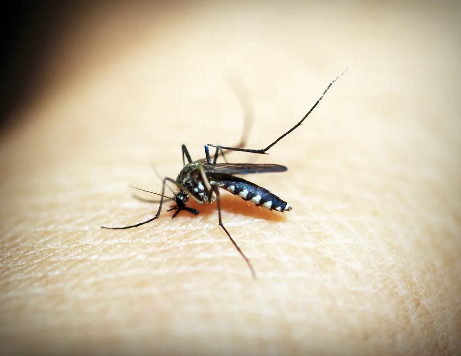 Dengue en Puebla
