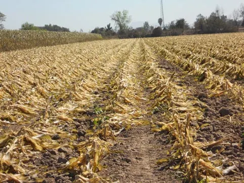 SDR evalúa daños a cultivos por bajas temperaturas en zonas de Puebla