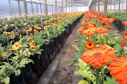 Atlixco estará de manteles largos con su Expo Flores y Plantas 2019