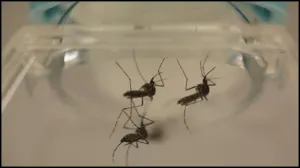 Siemens lanza nueva prueba para la detección del virus Zika