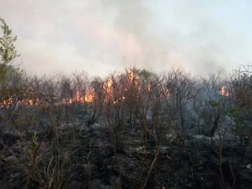 Controlado el 70% del incendio forestal en Chila de las Flores: Protección Civil Estatal