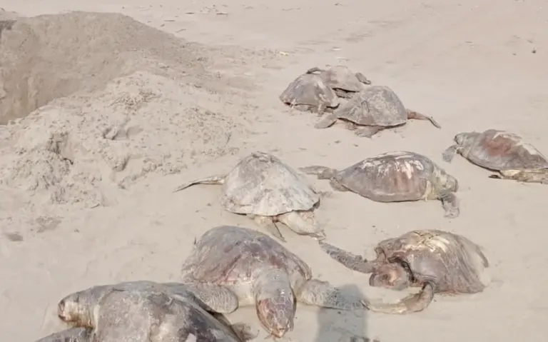 Aparecen más de 200 tortugas muertas en Puerto Arista, Tonalá