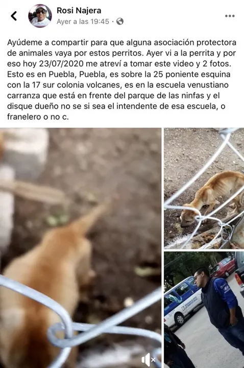 Sin agua y sin comida, se encuentran dos perros al interior de la Escuela Venustiano Carranza