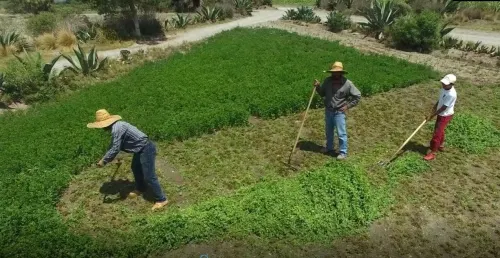 Forraje de alfalfa mejora producción de leche y queso en comunidades: Carroll