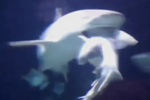 Tiburón se come a otro frente a visitantes de un zoológico