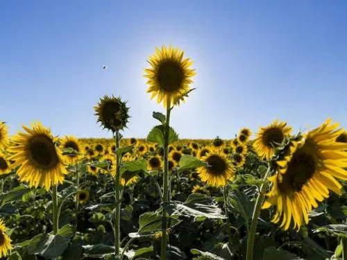 Las plantas toman decisiones y compiten entre sí