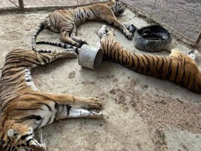 Profepa aún no da por muertos a tigres que abandonó en inmueble de Guerrero