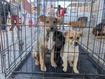 Amor peludo en Atlixco; Ariadna Ayala invita a abrir tu corazón en la Feria de Adopción Canina