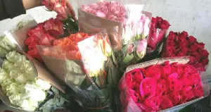 Garantizada producción de rosas en Puebla para día de San Valentín: Sagarpa
