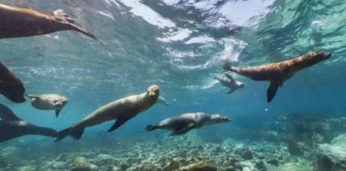 Google Maps te invita a conocer las profundidades del océano