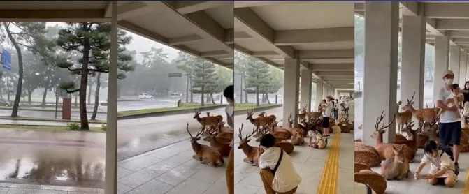Nara, Japón