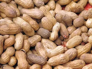 Con transferencia tecnológica adecuada, producción de cacahuate baja 32 por ciento