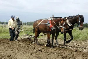 Panorama favorable para desarrollo agrícola en Puebla