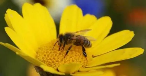 Reducción en poblaciones de abejas pone en riesgo seguridad alimentaria