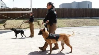 Seguridad Pública realizó el “Segundo Encuentro de Unidades Caninas”, participaron instituciones de otras entidades