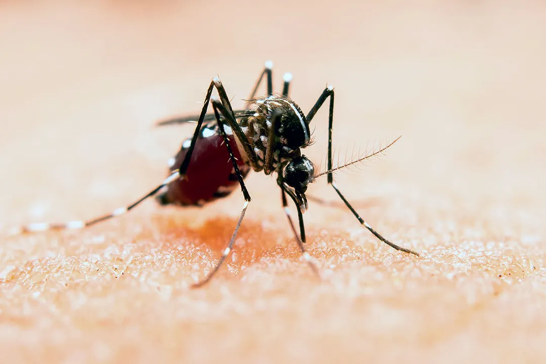 Dengue Vector Mosquito