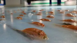 Escándalo por 5.000 peces muertos en una pista de patinaje