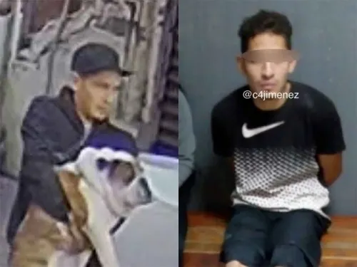 Liberan a joven que robó al perrito bulldog ‘Emilio’