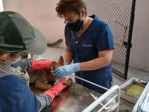 En plena pandemia nacen dos crías de Lobo Mexicano en CDMX
