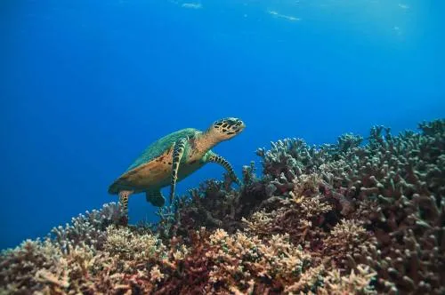 El 99% de ejemplares de una especie de tortuga nace hembra por culpa del calentamiento global