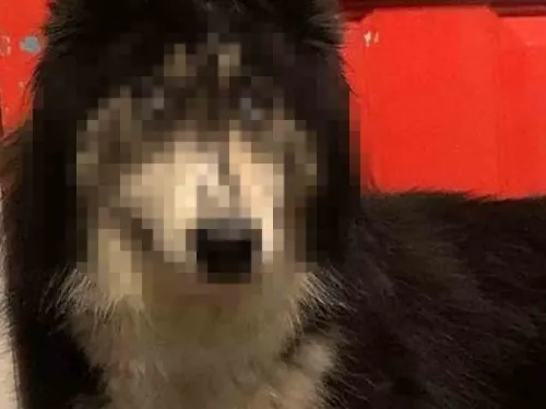 La Husky que fue abandonada por su mirada de sorpresa