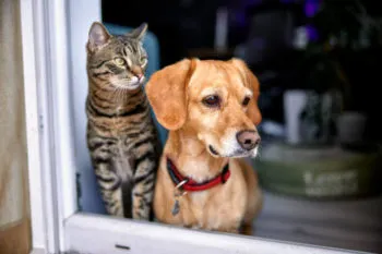 Gobierno municipal alerta sobre falsos vacunadores de mascotas en la capital poblana