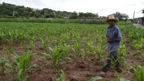 En pandemia, la mejor cifra de empleos del sector agrícola en Puebla, desde 1997
