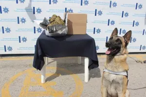 Aseguran en la CAPU 5 kilogramos de marihuana