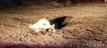Riña familiar a machetazos en Cañada Morelos deja un muerto y cuatro heridos