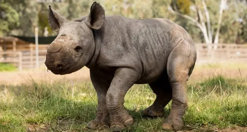 Nace un rinoceronte blanco en cautiverio en Bélgica