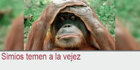 Simios temen a la vejez