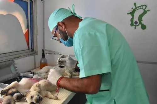 San Martín Texmelucan se suma a la Semana Nacional de Vacunación Antirrábica canina y felina
