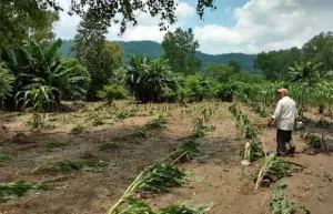 En breve, inicia última entrega de apoyos para productores afectados en la Sierra
