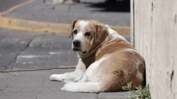 Justicia para los que no tienen voz: cómo funciona la protección animal en Puebla
