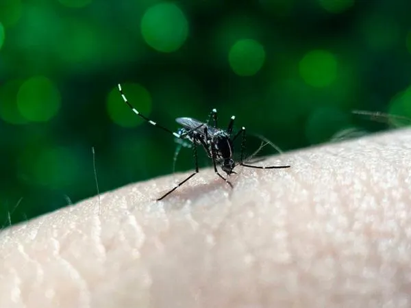 Puebla, sin nuevos contagios ni defunciones por dengue en las últimas 24 horas: Salud